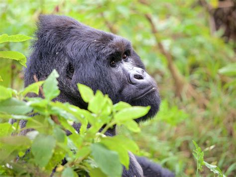BAMBOO ECOTOURS (2024) All You Need to Know .